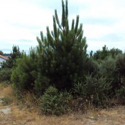 Terreno Póvoa de Sobrinhos Foto 2