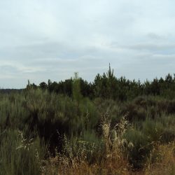 Terreno Póvoa de Sobrinhos Foto 5