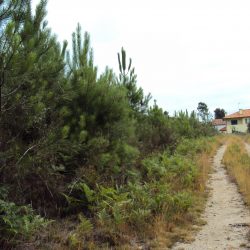 Terreno Póvoa de Sobrinhos Foto 7