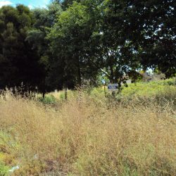 Terreno Tondela Foto 1