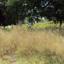 Terreno Tondela Foto 2