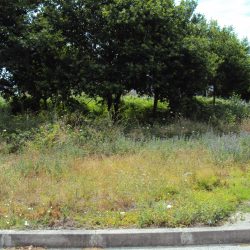 Terreno Tondela Foto 3